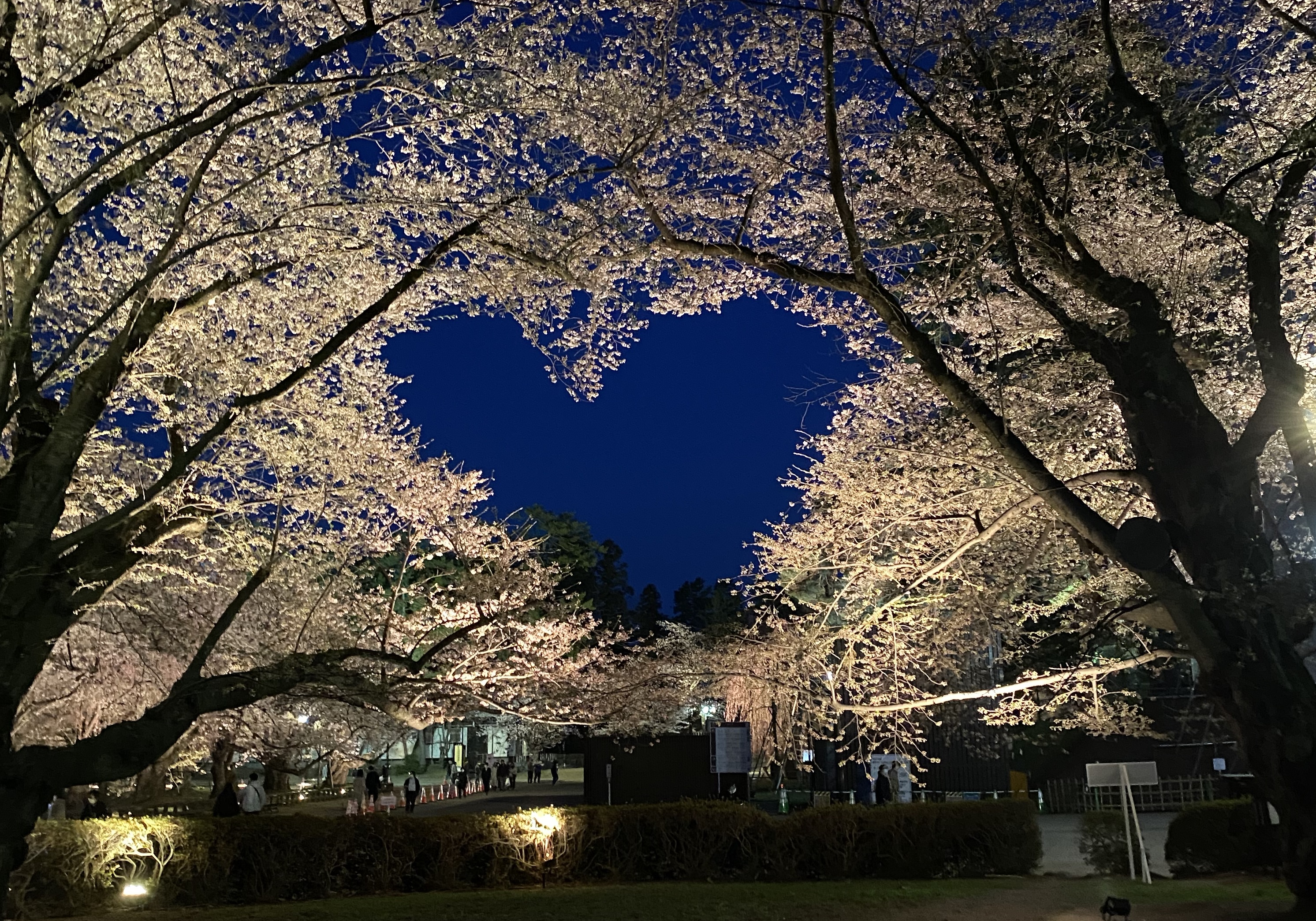 Sakura Heart